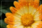 IMG_0686