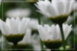 IMG_0687