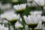 IMG_0688