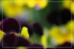 IMG_0694