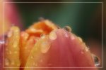 IMG_0704