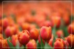 IMG_0711