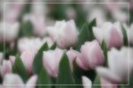 IMG_0712