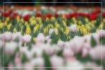 IMG_0723