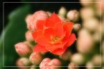 IMG_0730