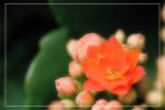 IMG_0731
