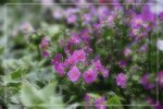 IMG_0736