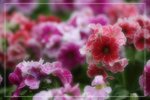 IMG_0737