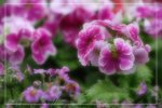 IMG_0738