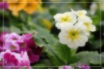 IMG_0739