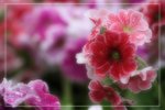 IMG_0740