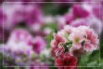 IMG_0742
