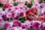 IMG_0743