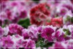 IMG_0744