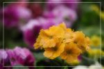 IMG_0745