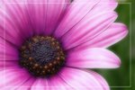 IMG_0746