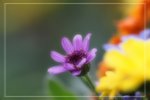 IMG_0763