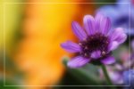 IMG_0765