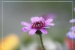 IMG_0768