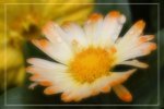 IMG_0771