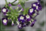 IMG_0775
