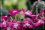 IMG_0780