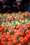 IMG_9365