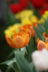 IMG_9381