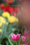 IMG_9382