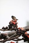 IMG_9605