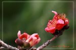 IMG_0797