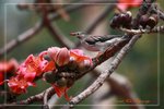 IMG_0818