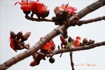 IMG_0860