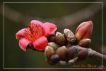IMG_1001