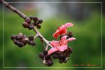 IMG_1003