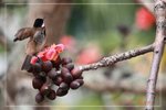 IMG_1037