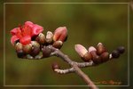 IMG_1069