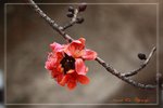 IMG_1071