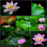 lotus resize