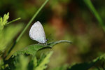 珍貴嫵灰蝶
