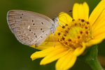 3rd SPA-Sunrise International Digital Salon 2014/144 - Nature Butterfly on flower