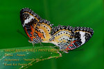 N butterfly love 8