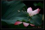 IMG_0007