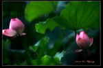 IMG_0032