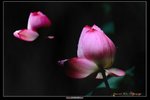 IMG_0045a