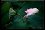 IMG_0051