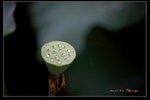 IMG_0129
