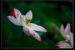 IMG_0130