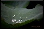 IMG_0132