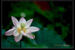 IMG_0134